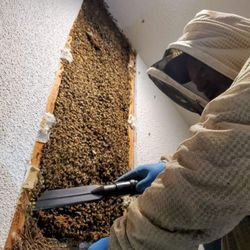🐝🐝🐝BEE REMOVAL 🐝🐝🐝