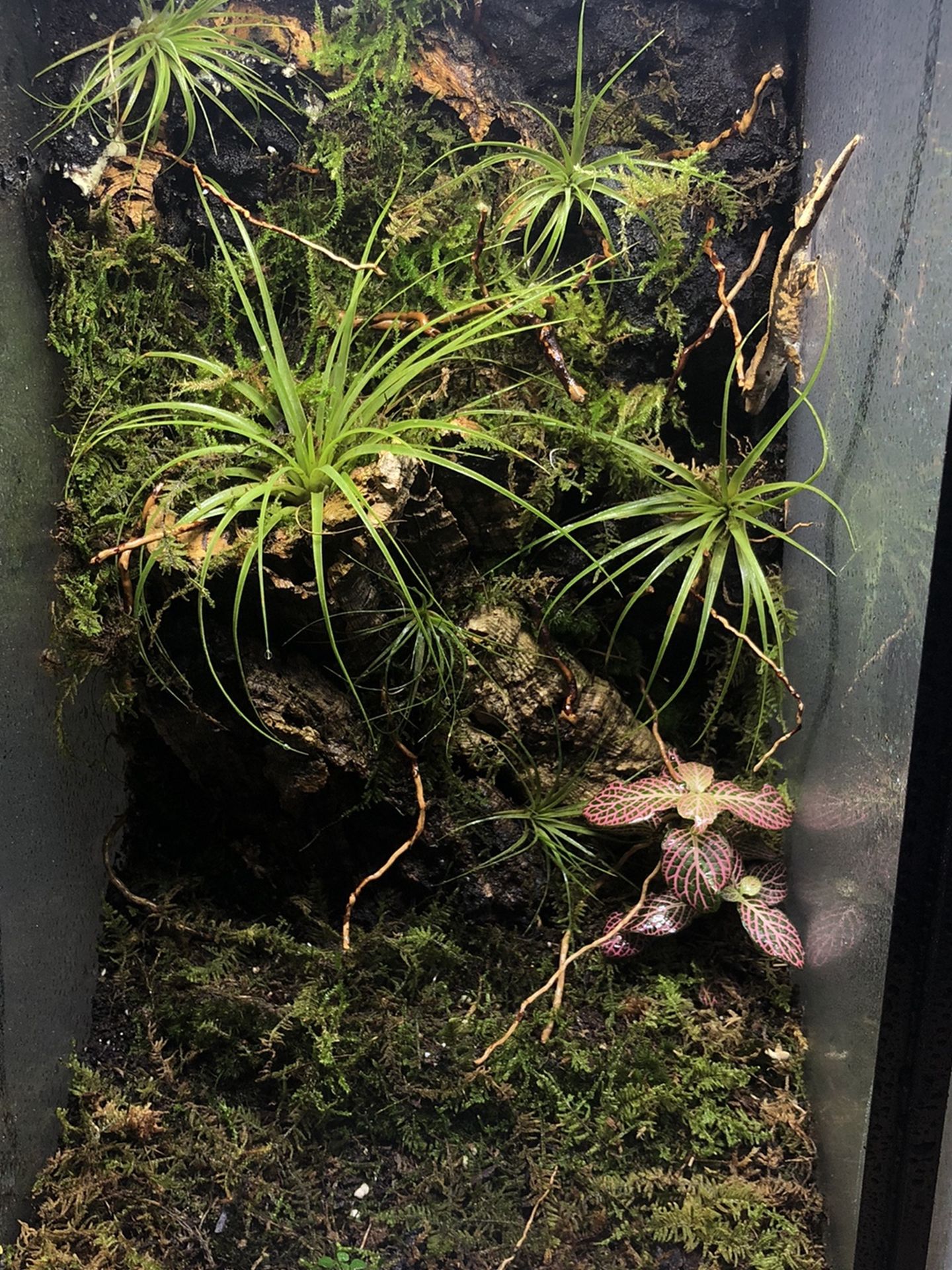 12x10x20 Custom Background Bioactice Terrarium Planted Airplant With Door