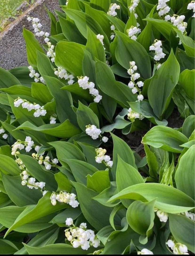 Outdoor Flowers - LILLY OF THE VALLEY