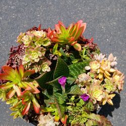 Huge 14” Designer Succulent Planter - Healthy & Established