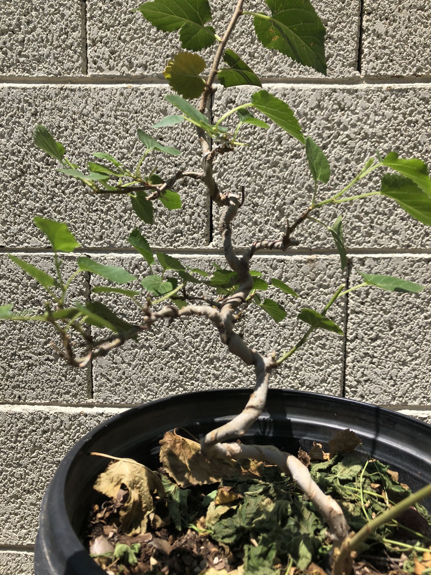 Mulberry Bonsai