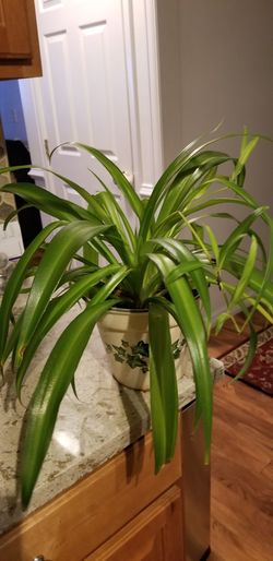 Spider Plants: How to Grow and Care for Spider Plants