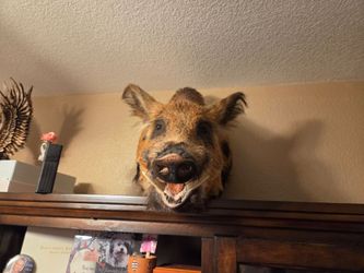 Wild Boar Taxidermy Mount