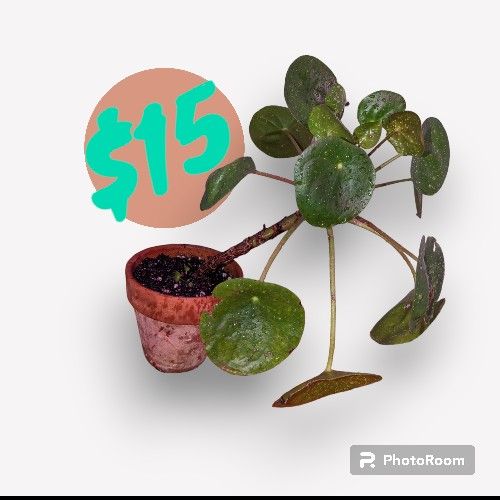 Pilea peperomioides, UFO PLANT, PANCAKE PLANT