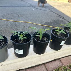 San Marzano Tomato Plants (1-Gallon) — Hardened Off, Ready to Plant 🍅🌿
