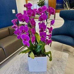 Arreglo De Orquideas