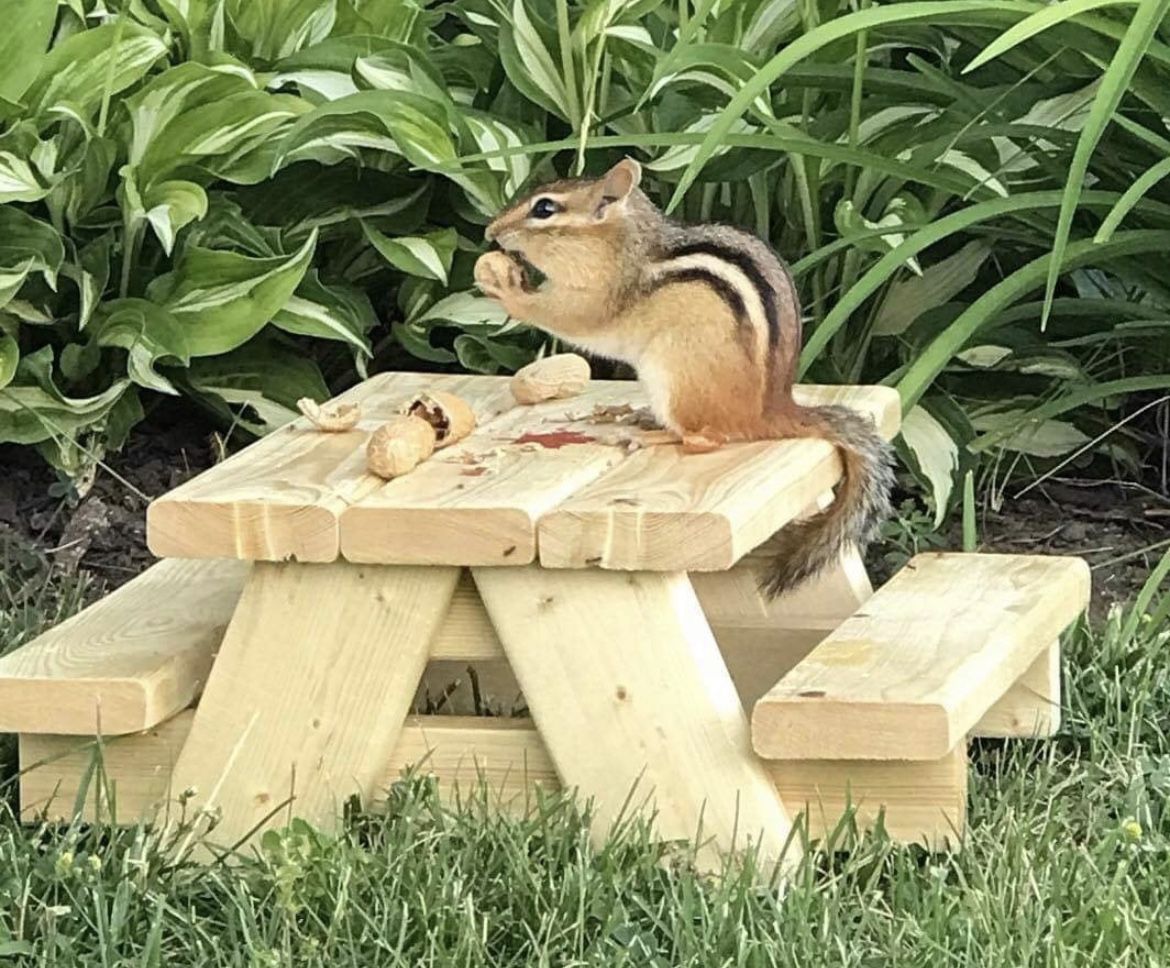 Squirrel Picnic Table (handmade)