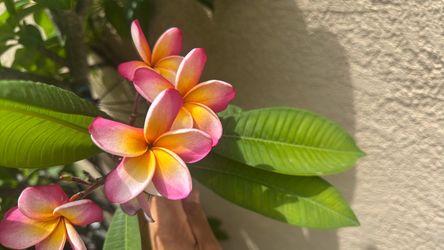 Plumerias’s