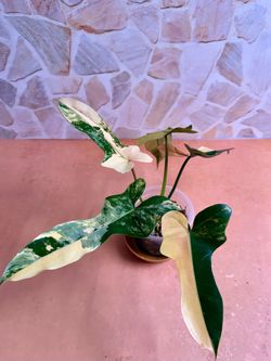Philodendron Florida Beauty x Black Billitae Plant - 4inch #1