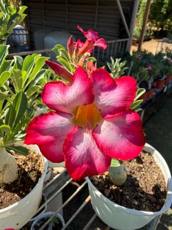 Desert Rose