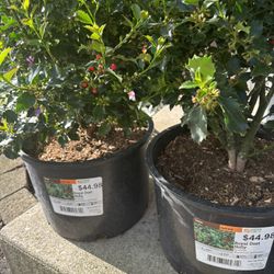 2 Tree Plants Perennials Take Both For $32