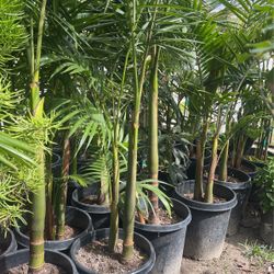 King Palm $$75 Each