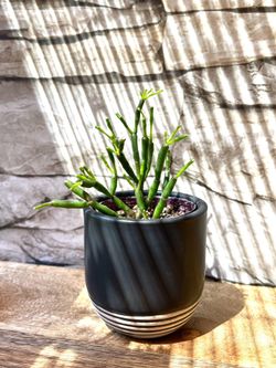 Pencil Cactus House Plant In Cute Ceramic Pot 2.5"H.