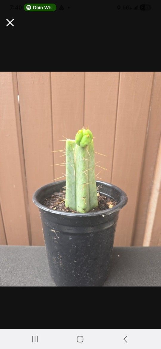 Plant Sale