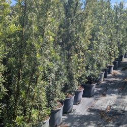 Podocarpus Over 7  Feet Tall Privacy Isolate Your Home From Noisy Neighbors 