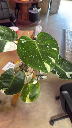 Philodendron white wizard