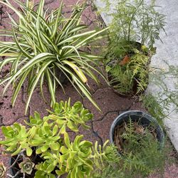 Plants