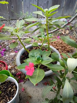 Impatiens $7