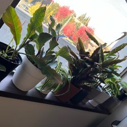 Plants