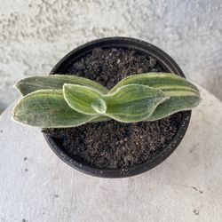 4 Inch Pot Succulent Plant - Tradescantia Sillamontana - White Velvet Wandering Dude - Rooted & Established Plant - Drought Resistant 🪴
