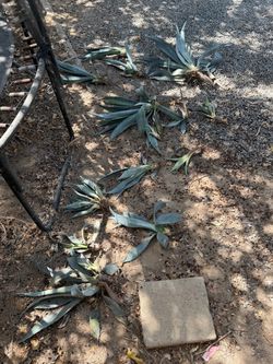 Free plants/cacti