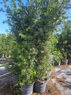 podocarpus Instant Privacy Hedge For Fence Green Full Ready