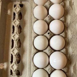 Ducks Fertile Eggs For Incubating Or Broody Han 