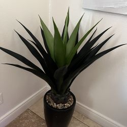 Indoor Decorative Plant
