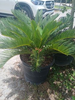 Sago palm 🌴 15gl $110