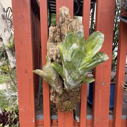 Double Bromeliad Mounted On Driftwood 