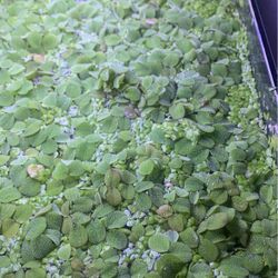 Duckweed And Salvinia Floating Plants For Aquarium 