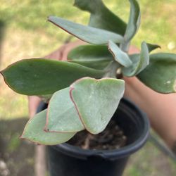 Succulents