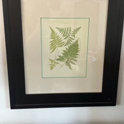 Fern Print On paper