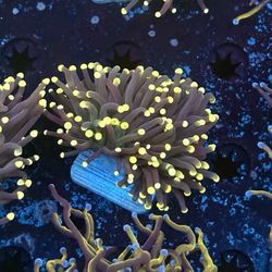 Rasta Torch Display Decors