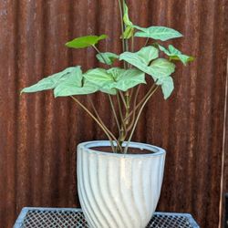24" Arrowhead Plant