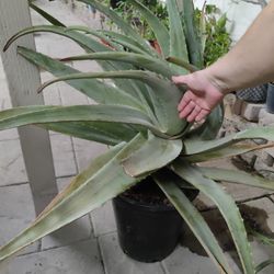 ALOE VERA PLANT / $15 / SABILA /  NELLIS BLVD & CHEYENNE AVE 