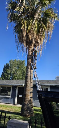 Palms Trimmings And Junk & Trash Remove