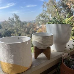 Planters And Succulent cactus