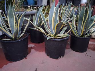American agave 5 gallon