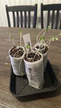 Broccoli seedlings