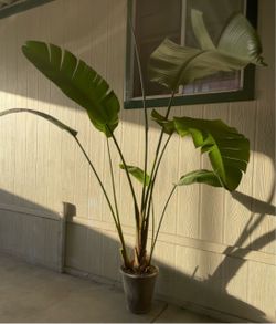 Planta Ave Del paraiso $$45
