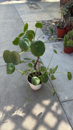 6” xl pilea money plant