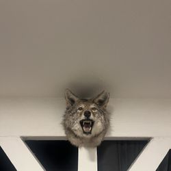 Coyote Head Mount