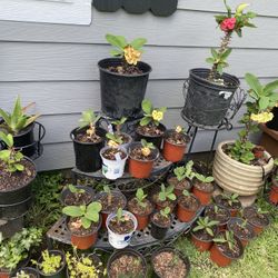 Plantas