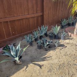 Maguey Plants