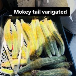 Each $30 Cactus Money Tail Varigated 