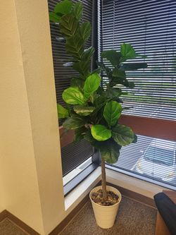 Fig Leaf Tree Plant