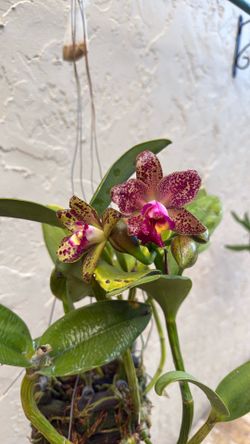 ORCHID Rlc. Waianae Leopard 'Ching Hua'