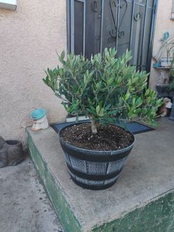 Dwarf Olive Bonsai tree