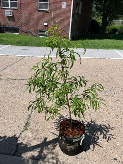 Willow Oak Tree